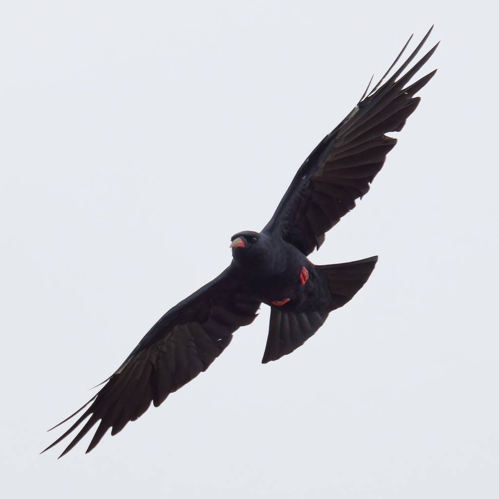 Chough